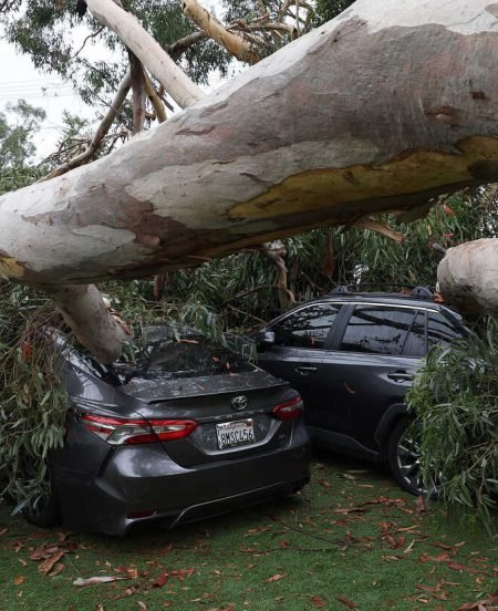 SUN VALLEY, CALIFORNIA - AUGUST 21: A large eucalyptus tree branch rests on cars after falling overnight as tropical storm Hilary moved through the area on August 21, 2023 in Sun Valley, California. Much of Southern California and parts of Arizona and Nevada are cleaning up after being impacted by the tropical storm that brought several inches of rain that flooded roadways and winds that toppled trees and power lines across the region. (Photo by Justin Sullivan/Getty Images)