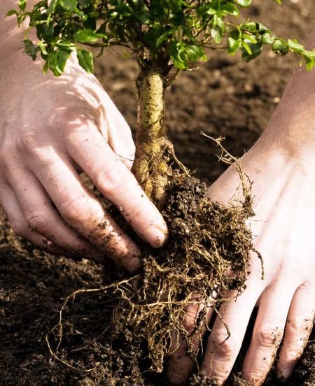 Tree Planting