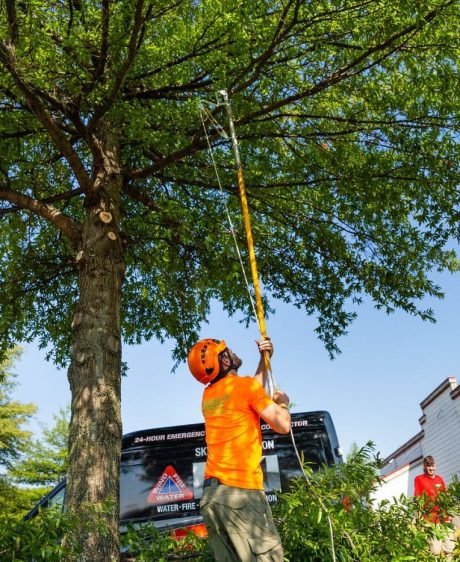 Tree services